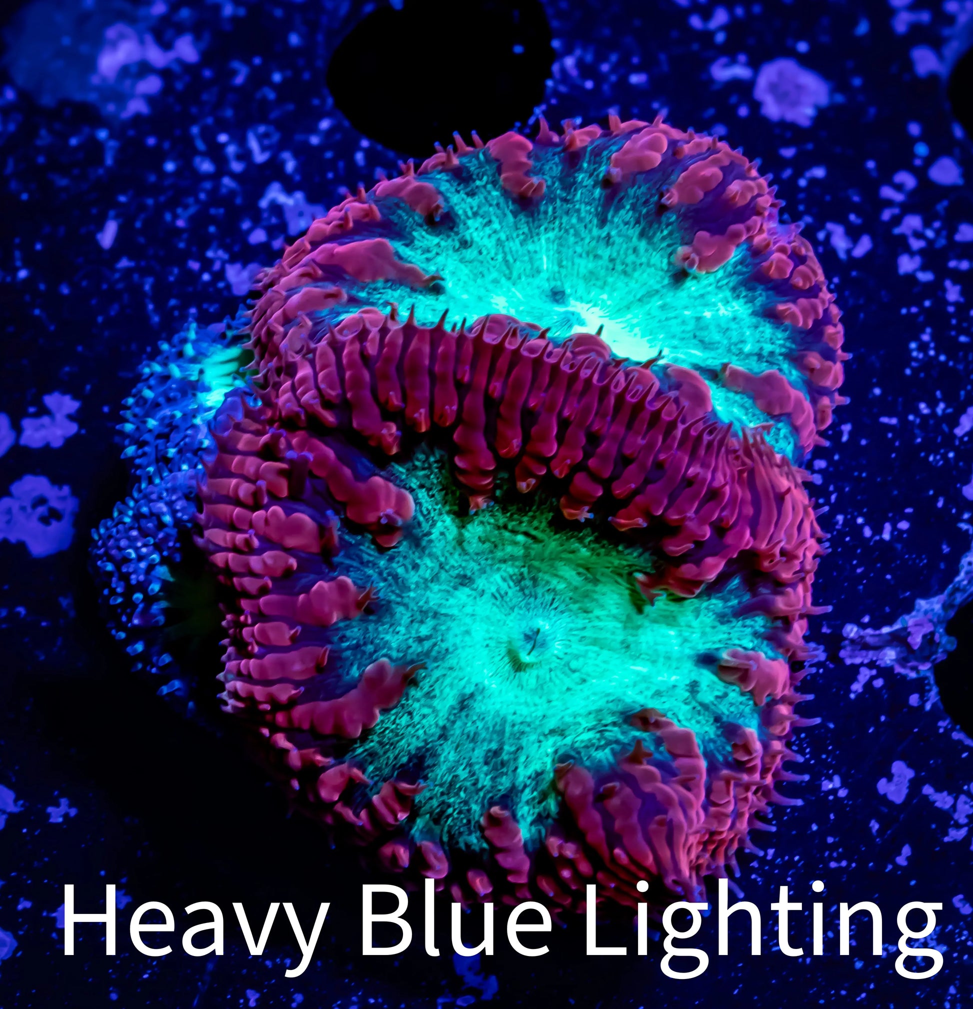 Blastomussa Wellsi Coral- WYSIWYG Frag Z32R5B1 Blastomussa Wellsi Coral- WYSIWYG Frag Z32R5B1 LPS Blastomussa Wellsi Coral- WYSIWYG Frag Z32R5B1 Zeo Box Reef