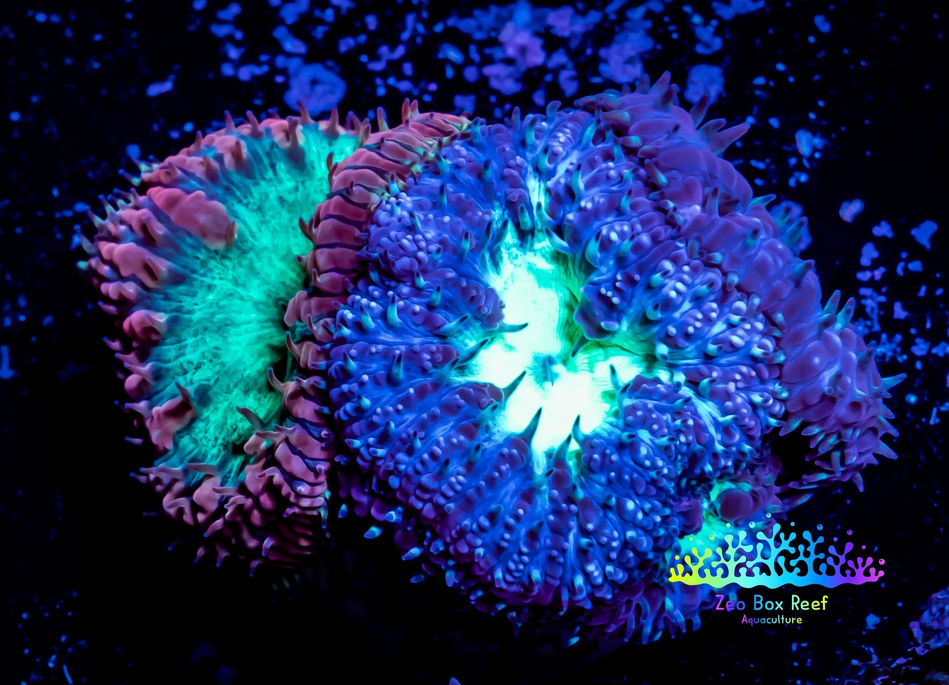 Blastomussa Wellsi Coral- WYSIWYG Frag Z42R5B1 Blastomussa Wellsi Coral- WYSIWYG Frag Z42R5B1 LPS Blastomussa Wellsi Coral- WYSIWYG Frag Z42R5B1 Zeo Box Reef