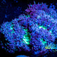 Blastomussa Wellsi Coral- WYSIWYG Frag Z52R5B1 Blastomussa Wellsi Coral- WYSIWYG Frag Z52R5B1 LPS Blastomussa Wellsi Coral- WYSIWYG Frag Z52R5B1 Zeo Box Reef