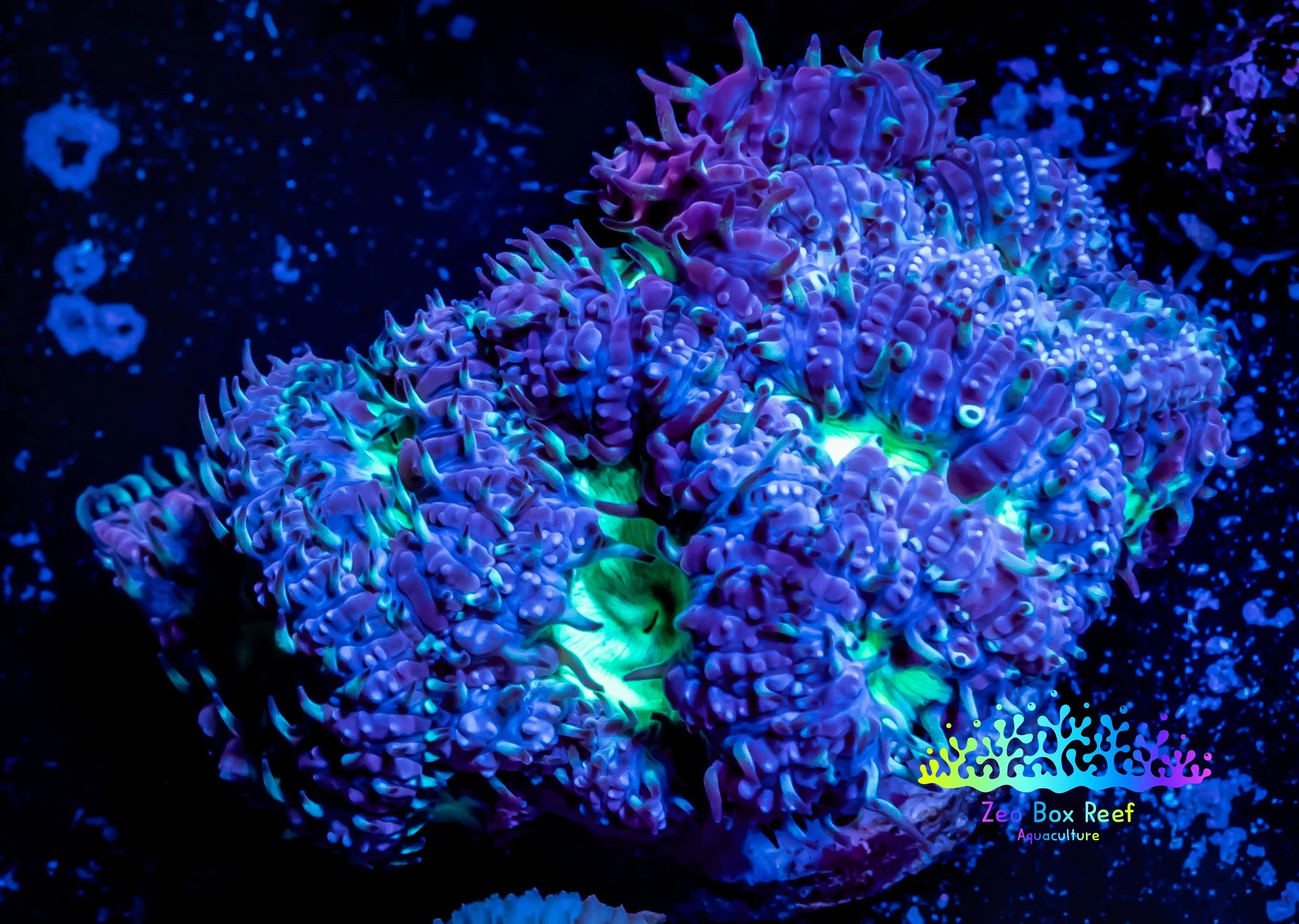 Blastomussa Wellsi Coral- WYSIWYG Frag Z52R5B1 Blastomussa Wellsi Coral- WYSIWYG Frag Z52R5B1 LPS Blastomussa Wellsi Coral- WYSIWYG Frag Z52R5B1 Zeo Box Reef