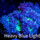 Blastomussa Wellsi Coral- WYSIWYG Frag Z52R5B1 Blastomussa Wellsi Coral- WYSIWYG Frag Z52R5B1 LPS Blastomussa Wellsi Coral- WYSIWYG Frag Z52R5B1 Zeo Box Reef