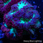 Blastomussa Wellsi Coral- WYSIWYG Blastomussa Wellsi Coral- WYSIWYG LPS Blastomussa Wellsi Coral- WYSIWYG Zeo Box Reef