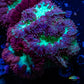 Blastomussa Wellsi Coral- WYSIWYG Blastomussa Wellsi Coral- WYSIWYG LPS Blastomussa Wellsi Coral- WYSIWYG Zeo Box Reef