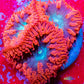 Blastomussa wellsi Coral- Frag WYSIWYG Blastomussa wellsi Coral- Frag WYSIWYG LPS Blastomussa wellsi Coral- Frag WYSIWYG Zeo Box Reef