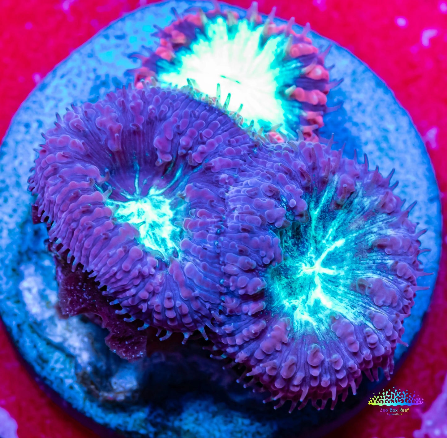 Blastomussa wellsi Coral- Frag WYSIWYG Blastomussa wellsi Coral- Frag WYSIWYG LPS Blastomussa wellsi Coral- Frag WYSIWYG Zeo Box Reef