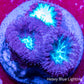 Blastomussa wellsi Coral- Frag WYSIWYG Blastomussa wellsi Coral- Frag WYSIWYG LPS Blastomussa wellsi Coral- Frag WYSIWYG Zeo Box Reef