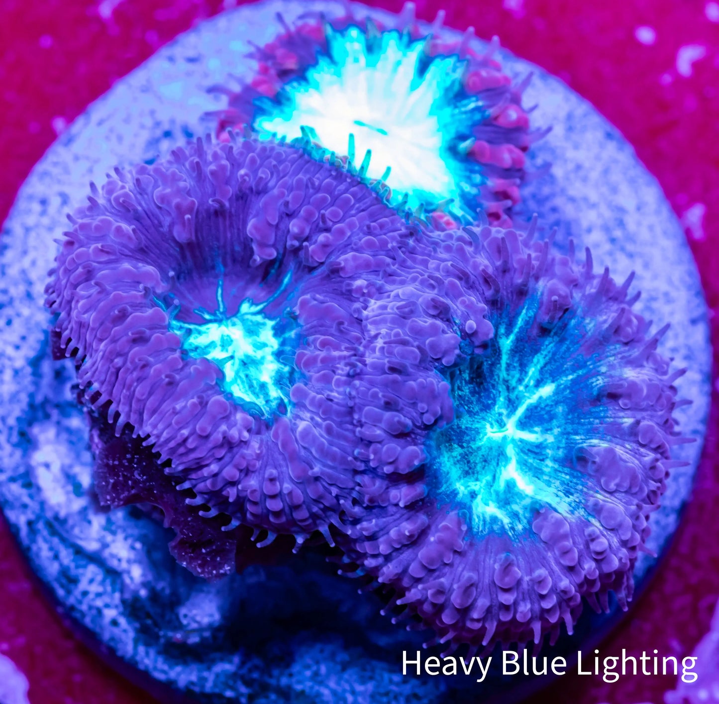 Blastomussa wellsi Coral- Frag WYSIWYG Blastomussa wellsi Coral- Frag WYSIWYG LPS Blastomussa wellsi Coral- Frag WYSIWYG Zeo Box Reef