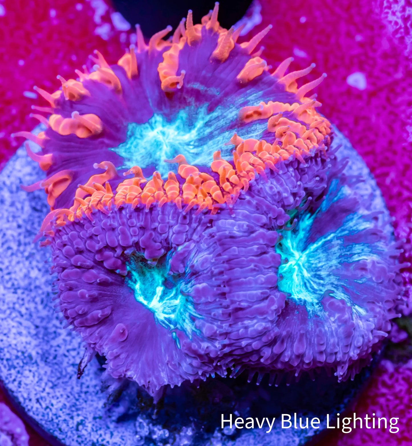 Blastomussa wellsi Coral- Frag WYSIWYG Blastomussa wellsi Coral- Frag WYSIWYG LPS Blastomussa wellsi Coral- Frag WYSIWYG Zeo Box Reef