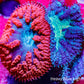 Blastomussa wellsi Coral- Frag WYSIWYG Blastomussa wellsi Coral- Frag WYSIWYG LPS Blastomussa wellsi Coral- Frag WYSIWYG Zeo Box Reef