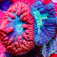 Blastomussa wellsi Coral- Frag WYSIWYG Blastomussa wellsi Coral- Frag WYSIWYG LPS Blastomussa wellsi Coral- Frag WYSIWYG Zeo Box Reef