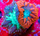 Blastomussa Frag 6B - WYSIWYG main image 0