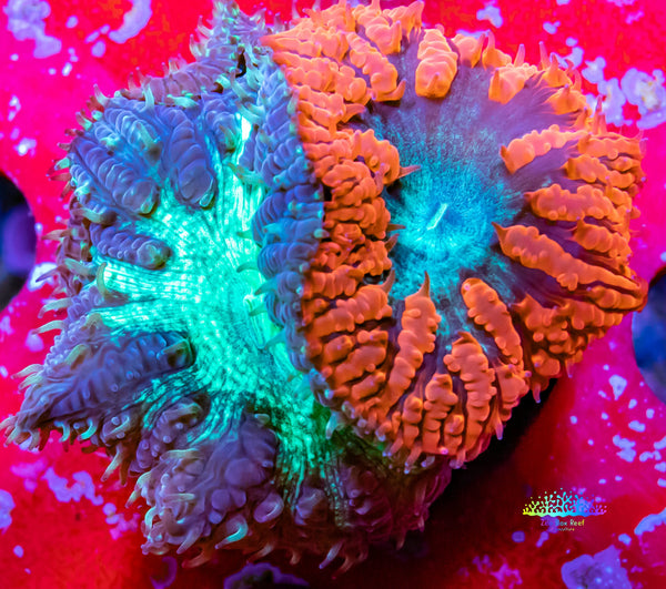 Blastomussa Frag 10B - WYSIWYG main image 1