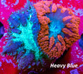 Blastomussa Frag 10B - WYSIWYG