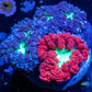 Blastomussa wellsi Coral- Frag WYSIWYG Blastomussa wellsi Coral- Frag WYSIWYG LPS Blastomussa wellsi Coral- Frag WYSIWYG Zeo Box Reef