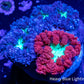 Blastomussa wellsi Coral- Frag WYSIWYG Blastomussa wellsi Coral- Frag WYSIWYG LPS Blastomussa wellsi Coral- Frag WYSIWYG Zeo Box Reef