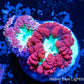 Blastomussa wellsi Coral- Frag WYSIWYG Blastomussa wellsi Coral- Frag WYSIWYG LPS Blastomussa wellsi Coral- Frag WYSIWYG Zeo Box Reef
