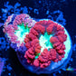 Blastomussa wellsi Coral- Frag WYSIWYG Blastomussa wellsi Coral- Frag WYSIWYG LPS Blastomussa wellsi Coral- Frag WYSIWYG Zeo Box Reef