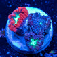 Blastomussa wellsi Coral- Frag WYSIWYG Blastomussa wellsi Coral- Frag WYSIWYG LPS Blastomussa wellsi Coral- Frag WYSIWYG Zeo Box Reef