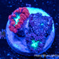 Blastomussa wellsi Coral- Frag WYSIWYG Blastomussa wellsi Coral- Frag WYSIWYG LPS Blastomussa wellsi Coral- Frag WYSIWYG Zeo Box Reef