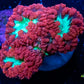 Blastomussa wellsi Coral- Frag WYSIWYG Blastomussa wellsi Coral- Frag WYSIWYG LPS Blastomussa wellsi Coral- Frag WYSIWYG Zeo Box Reef