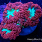 Blastomussa wellsi Coral- Frag WYSIWYG Blastomussa wellsi Coral- Frag WYSIWYG LPS Blastomussa wellsi Coral- Frag WYSIWYG Zeo Box Reef