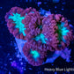 Blastomussa wellsi Coral- Frag WYSIWYG Blastomussa wellsi Coral- Frag WYSIWYG LPS Blastomussa wellsi Coral- Frag WYSIWYG Zeo Box Reef