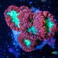 Blastomussa wellsi Coral- Frag WYSIWYG Blastomussa wellsi Coral- Frag WYSIWYG LPS Blastomussa wellsi Coral- Frag WYSIWYG Zeo Box Reef
