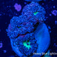 Blastomussa wellsi Coral- Frag WYSIWYG Blastomussa wellsi Coral- Frag WYSIWYG LPS Blastomussa wellsi Coral- Frag WYSIWYG Zeo Box Reef