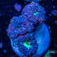 Blastomussa wellsi Coral- Frag WYSIWYG Blastomussa wellsi Coral- Frag WYSIWYG LPS Blastomussa wellsi Coral- Frag WYSIWYG Zeo Box Reef