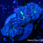 Blastomussa wellsi Coral- Frag WYSIWYG Blastomussa wellsi Coral- Frag WYSIWYG LPS Blastomussa wellsi Coral- Frag WYSIWYG Zeo Box Reef