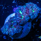 Blastomussa wellsi Coral- Frag WYSIWYG Blastomussa wellsi Coral- Frag WYSIWYG LPS Blastomussa wellsi Coral- Frag WYSIWYG Zeo Box Reef