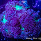 Blastomussa wellsi Coral- Frag WYSIWYG Blastomussa wellsi Coral- Frag WYSIWYG LPS Blastomussa wellsi Coral- Frag WYSIWYG Zeo Box Reef