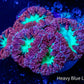 Blastomussa wellsi Coral- Frag WYSIWYG Blastomussa wellsi Coral- Frag WYSIWYG LPS Blastomussa wellsi Coral- Frag WYSIWYG Zeo Box Reef