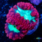 Blastomussa wellsi Coral- Frag WYSIWYG Blastomussa wellsi Coral- Frag WYSIWYG LPS Blastomussa wellsi Coral- Frag WYSIWYG Zeo Box Reef