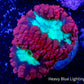 Blastomussa wellsi Coral- Frag WYSIWYG Blastomussa wellsi Coral- Frag WYSIWYG LPS Blastomussa wellsi Coral- Frag WYSIWYG Zeo Box Reef
