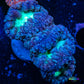 Blastomussa wellsi Coral- Frag WYSIWYG Blastomussa wellsi Coral- Frag WYSIWYG LPS Blastomussa wellsi Coral- Frag WYSIWYG Zeo Box Reef