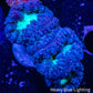 Blastomussa wellsi Coral- Frag WYSIWYG Blastomussa wellsi Coral- Frag WYSIWYG LPS Blastomussa wellsi Coral- Frag WYSIWYG Zeo Box Reef