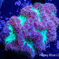 Blastomussa wellsi Coral- Frag WYSIWYG Blastomussa wellsi Coral- Frag WYSIWYG LPS Blastomussa wellsi Coral- Frag WYSIWYG Zeo Box Reef