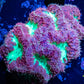Blastomussa wellsi Coral- Frag WYSIWYG Blastomussa wellsi Coral- Frag WYSIWYG LPS Blastomussa wellsi Coral- Frag WYSIWYG Zeo Box Reef