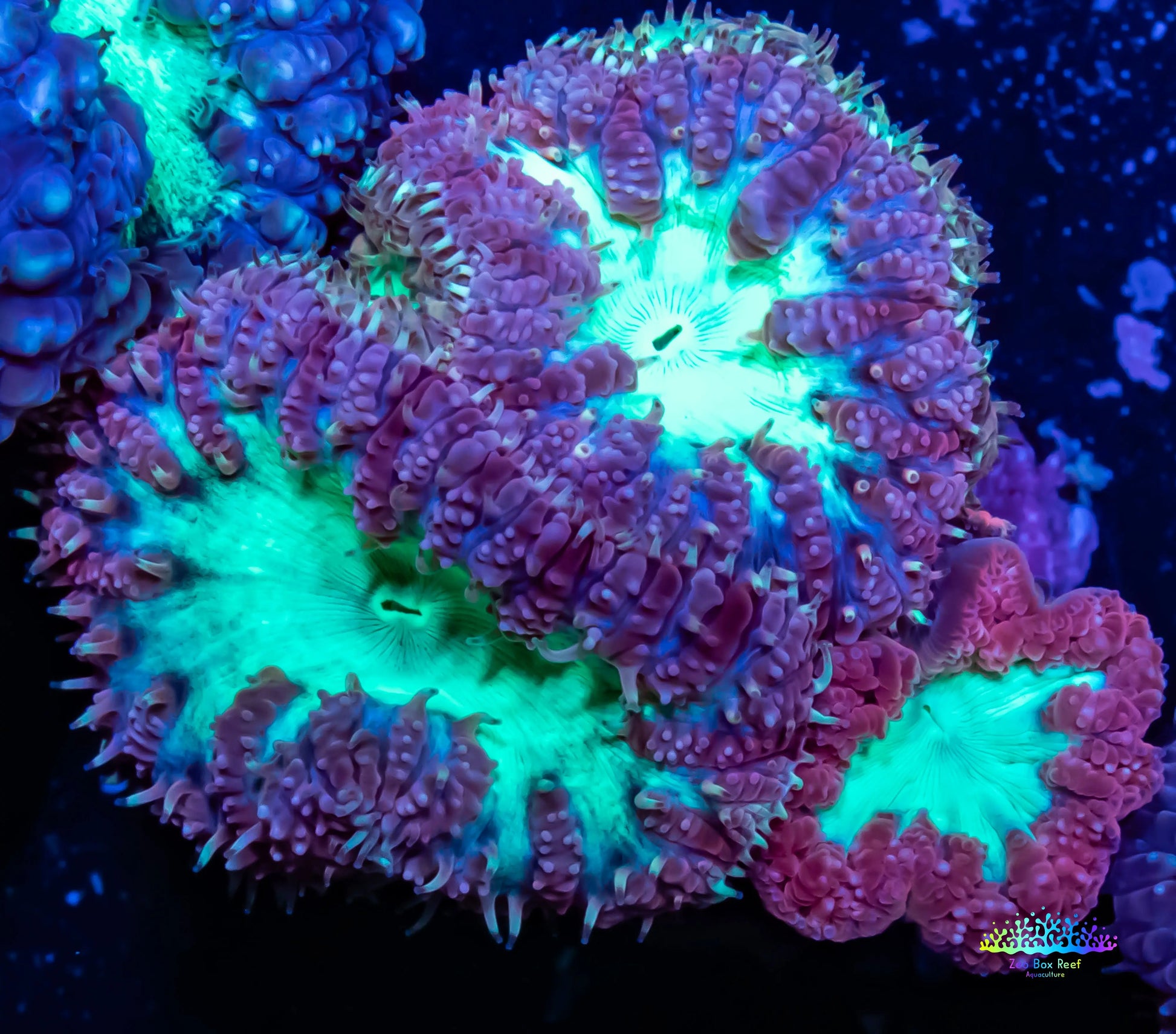 Blastomussa wellsi Coral- Frag WYSIWYG Blastomussa wellsi Coral- Frag WYSIWYG LPS Blastomussa wellsi Coral- Frag WYSIWYG Zeo Box Reef