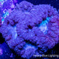 Blastomussa wellsi Coral- Frag WYSIWYG Blastomussa wellsi Coral- Frag WYSIWYG LPS Blastomussa wellsi Coral- Frag WYSIWYG Zeo Box Reef