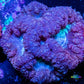 Blastomussa wellsi Coral- Frag WYSIWYG Blastomussa wellsi Coral- Frag WYSIWYG LPS Blastomussa wellsi Coral- Frag WYSIWYG Zeo Box Reef