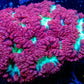 Blastomussa wellsi Coral- Frag WYSIWYG Blastomussa wellsi Coral- Frag WYSIWYG LPS Blastomussa wellsi Coral- Frag WYSIWYG Zeo Box Reef