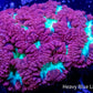 Blastomussa wellsi Coral- Frag WYSIWYG Blastomussa wellsi Coral- Frag WYSIWYG LPS Blastomussa wellsi Coral- Frag WYSIWYG Zeo Box Reef