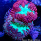 Blastomussa wellsi Coral- Frag WYSIWYG Blastomussa wellsi Coral- Frag WYSIWYG LPS Blastomussa wellsi Coral- Frag WYSIWYG Zeo Box Reef