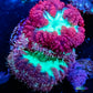 Blastomussa wellsi Coral- Frag WYSIWYG Blastomussa wellsi Coral- Frag WYSIWYG LPS Blastomussa wellsi Coral- Frag WYSIWYG Zeo Box Reef