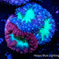 Blastomussa wellsi Coral- Frag WYSIWYG Blastomussa wellsi Coral- Frag WYSIWYG LPS Blastomussa wellsi Coral- Frag WYSIWYG Zeo Box Reef