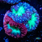Blastomussa wellsi Coral- Frag WYSIWYG Blastomussa wellsi Coral- Frag WYSIWYG LPS Blastomussa wellsi Coral- Frag WYSIWYG Zeo Box Reef