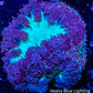 Blastomussa wellsi Coral- Frag WYSIWYG Blastomussa wellsi Coral- Frag WYSIWYG LPS Blastomussa wellsi Coral- Frag WYSIWYG Zeo Box Reef