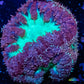 Blastomussa wellsi Coral- Frag WYSIWYG Blastomussa wellsi Coral- Frag WYSIWYG LPS Blastomussa wellsi Coral- Frag WYSIWYG Zeo Box Reef